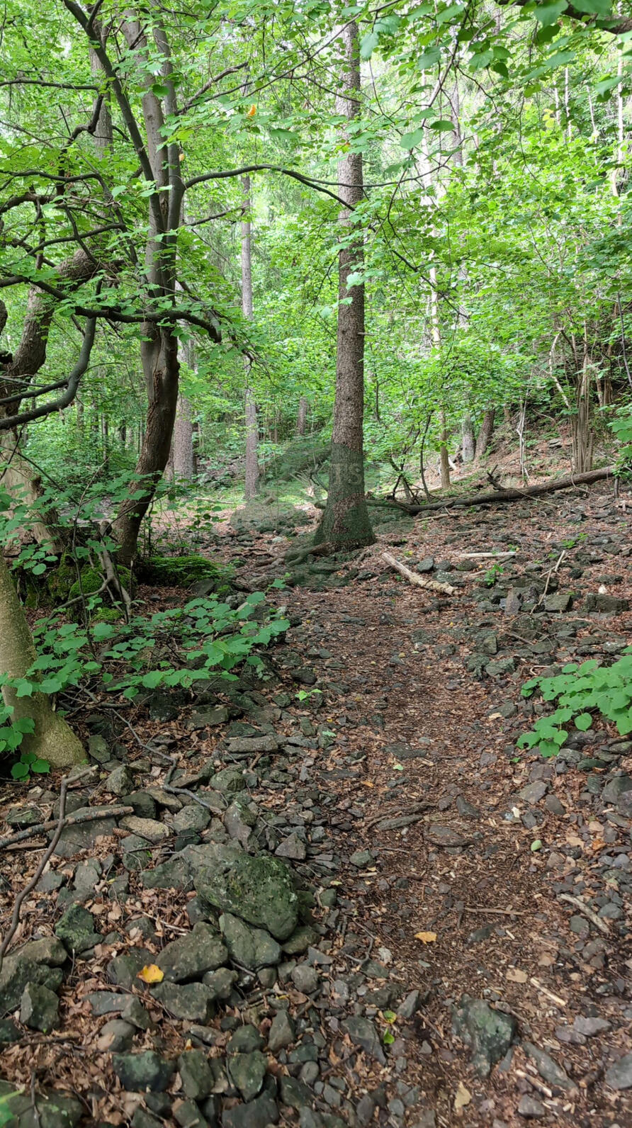 Sti i skogen. Foto: Jan Ove Brandsæter. Skog med mange trær, det går en sti gjennom skogen.